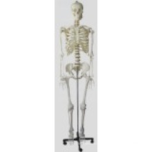 Modelo Skelecton Medio (170cm)